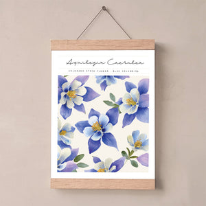 colorado state flower blue columbine