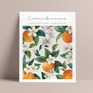 florida state flower