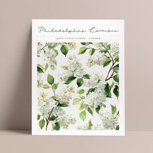 idaho state flower syringa