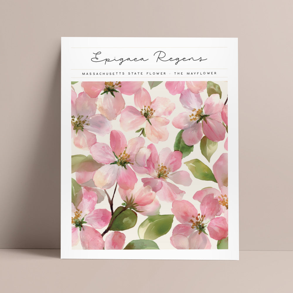 massachusetts state flower