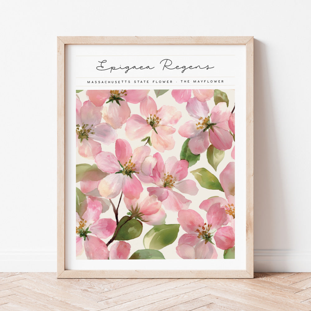 massachusetts state flower the mayflower