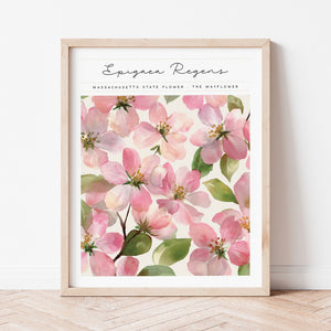 massachusetts state flower the mayflower