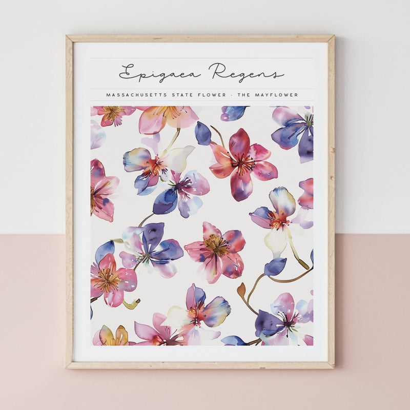 Massachusetts State Flower