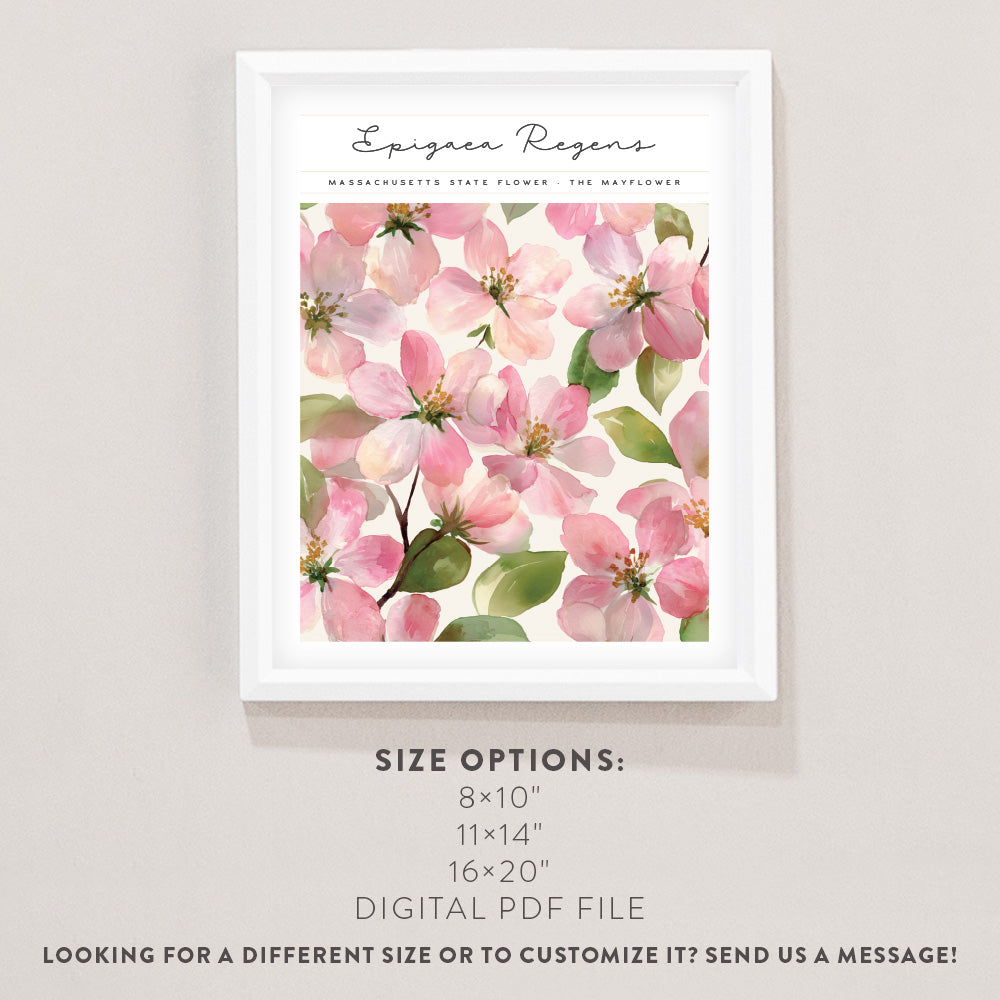 massachusetts state flower