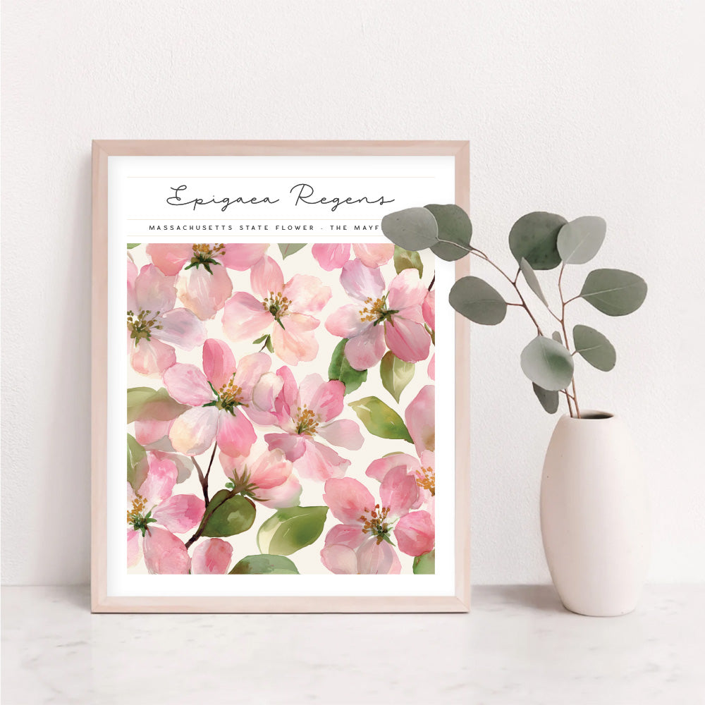 massachusetts state flower poster