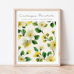 missouri state flower hawthorn blossom