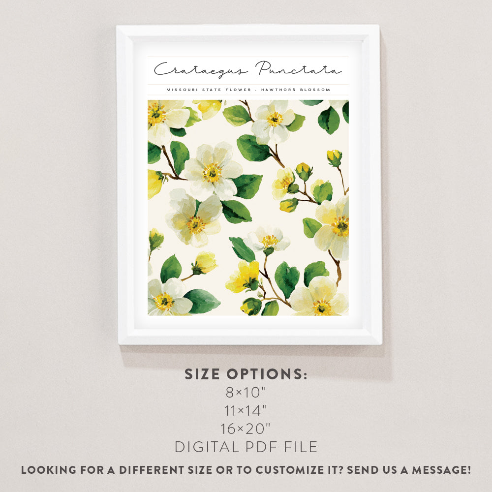 missouri state flower poster