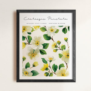 missouri state flower art print