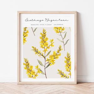 nebraska state flower goldenrod