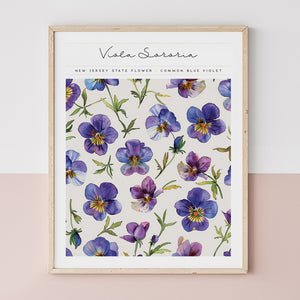 new jersey state flower blue violet