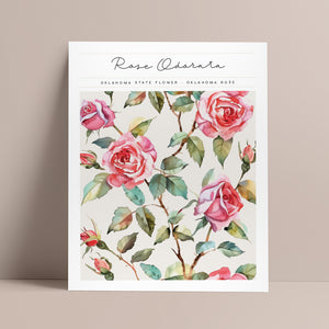 oklahoma state flower wall art