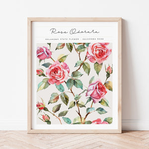 oklahoma state flower oklahoma rose