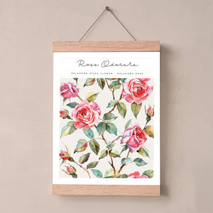 oklahoma rose wall art