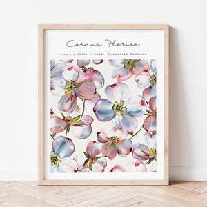 virginia state flower flowering dogwood